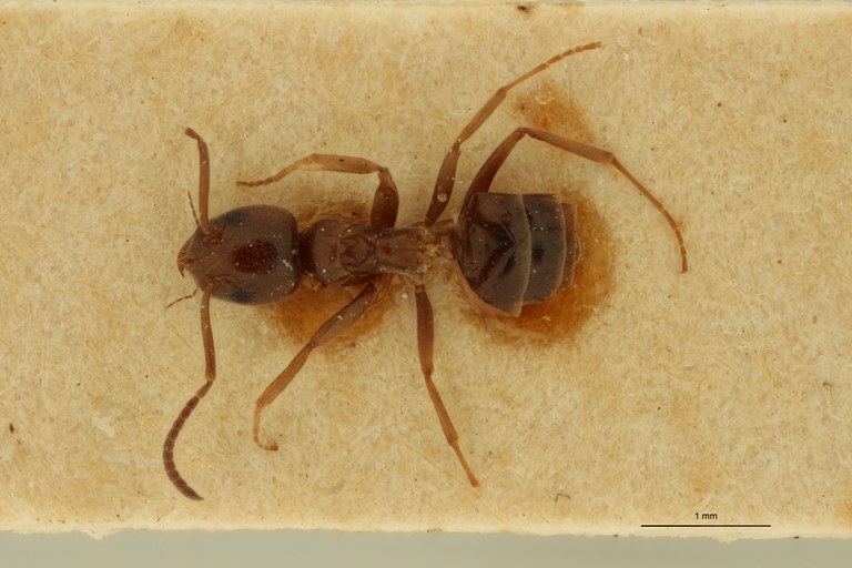 Tapinoma phoeniceum D.jpg