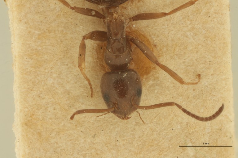 Tapinoma phoeniceum F.jpg