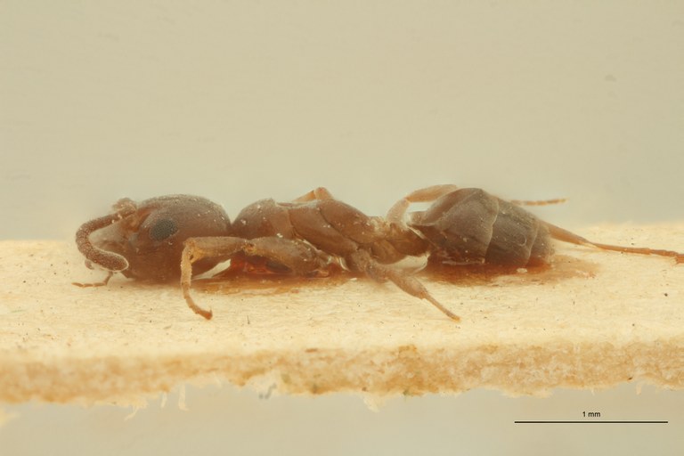 Tapinoma phoeniceum L.jpg Tapinoma phoeniceum L.jpg