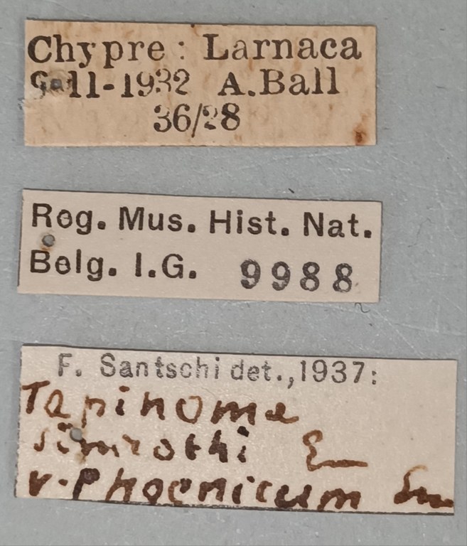 Tapinoma phoeniceum Labels.jpg Tapinoma phoeniceum Labels.jpg
