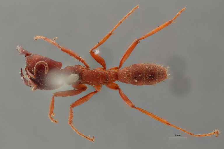 TYPFORM020 Dorylus emeryi var. pulsi Dorsal ZS PMax_1.jpg TYPFORM020 Dorylus emeryi var. pulsi Dorsal ZS PMax_1.jpg