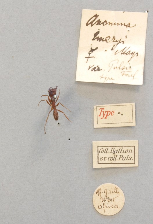 TYPFORM020 Dorylus emeryi var. pulsi Labels.JPG TYPFORM020 Dorylus emeryi var. pulsi Labels.JPG