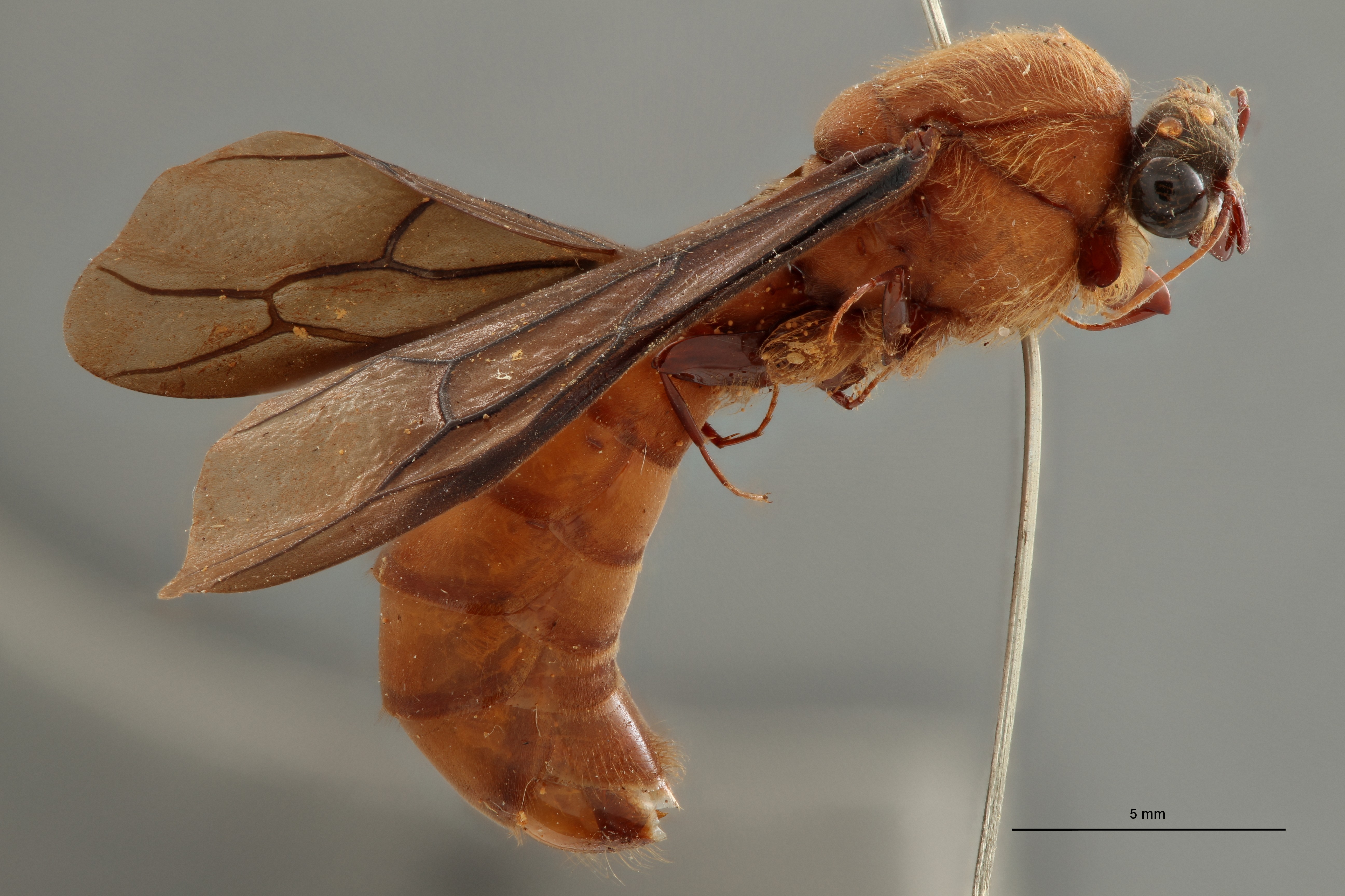 TYPFORM024 Dorylus (Alaopone) attenuatus umbratipennis Lateral ZS PMax.jpg