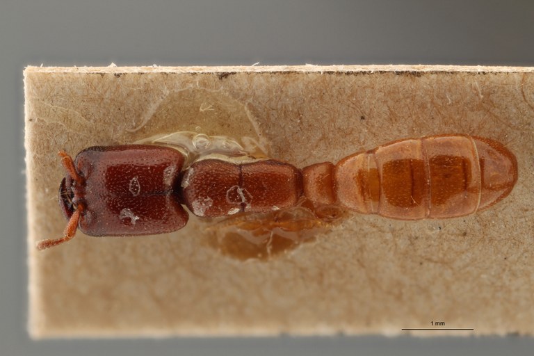 TYPFORM017 Dorylus (Alaopone) oberthueri Dorsal ZS PMax.jpg TYPFORM017 Dorylus (Alaopone) oberthueri Dorsal ZS PMax.jpg