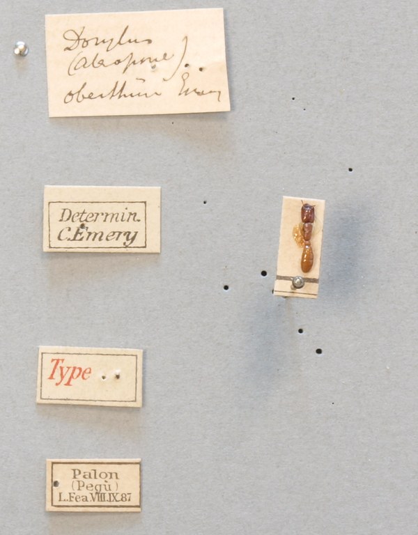 TYPFORM017 Dorylus (Alaopone) oberthueri Labels.JPG TYPFORM017 Dorylus (Alaopone) oberthueri Labels.JPG