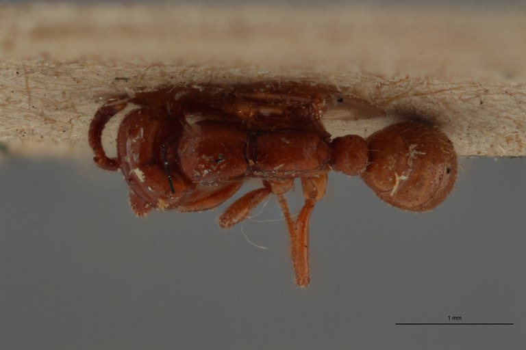 TYPFORM023 Dorylus braunsi Dorsal ZS PMax.jpg TYPFORM023 Dorylus braunsi Dorsal ZS PMax.jpg