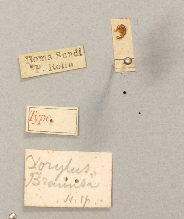 TYPFORM023 Dorylus braunsi Labels.JPG TYPFORM023 Dorylus braunsi Labels.JPG