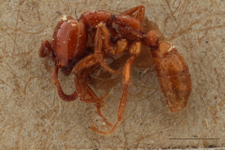 TYPFORM023 Dorylus braunsi Lateral ZS PMax.jpg TYPFORM023 Dorylus braunsi Lateral ZS PMax.jpg
