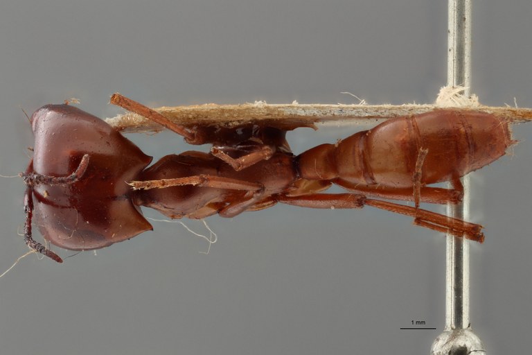 TYPFORM022 Dorylus wilverthi Dorsal ZS PMax.jpg TYPFORM022 Dorylus wilverthi Dorsal ZS PMax.jpg