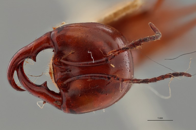 TYPFORM022 Dorylus wilverthi Frontal ZS PMax.jpg TYPFORM022 Dorylus wilverthi Frontal ZS PMax.jpg