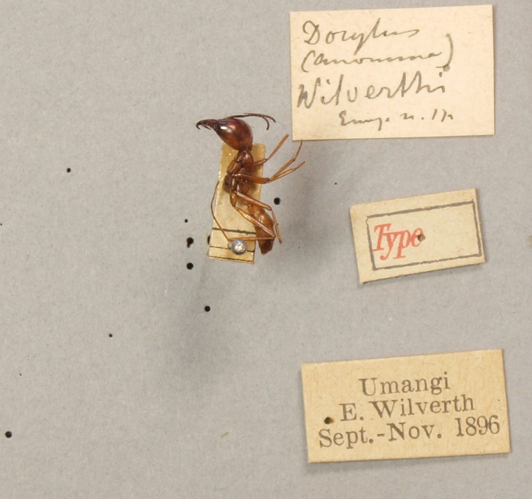 TYPFORM022 Dorylus wilverthi Labels.JPG TYPFORM022 Dorylus wilverthi Labels.JPG