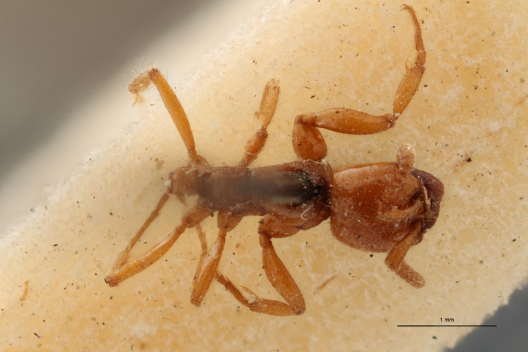 TYPFORM018 Neivamyrmex nitens Dorsal ZS PMax.jpg TYPFORM018 Neivamyrmex nitens Dorsal ZS PMax.jpg