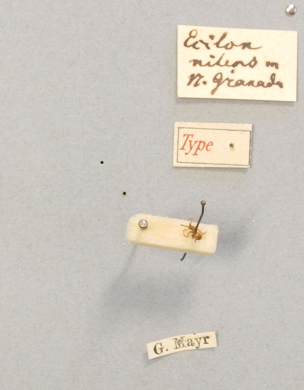 TYPFORM018 Neivamyrmex nitens Labels.JPG TYPFORM018 Neivamyrmex nitens Labels.JPG