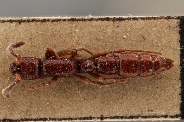TYPFORM013 Eusphinctus furcatus Dorsal ZS PMax.jpg TYPFORM013 Eusphinctus furcatus Dorsal ZS PMax.jpg