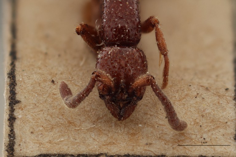 TYPFORM013 Eusphinctus furcatus Frontal ZS PMax.jpg TYPFORM013 Eusphinctus furcatus Frontal ZS PMax.jpg