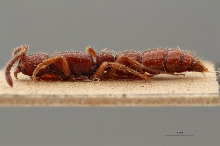 TYPFORM013 Eusphinctus furcatus Lateral ZS PMax.jpg TYPFORM013 Eusphinctus furcatus Lateral ZS PMax.jpg