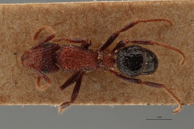 TYPFORM005 Gnamptogenys bicolor Dorsal ZS PMax.jpg TYPFORM005 Gnamptogenys bicolor Dorsal ZS PMax.jpg