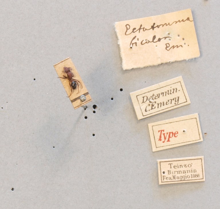 TYPFORM005 Gnamptogenys bicolor Labels.JPG TYPFORM005 Gnamptogenys bicolor Labels.JPG