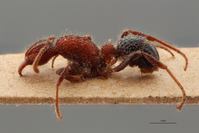 TYPFORM005 Gnamptogenys bicolor Lateral ZS PMax.jpg TYPFORM005 Gnamptogenys bicolor Lateral ZS PMax.jpg