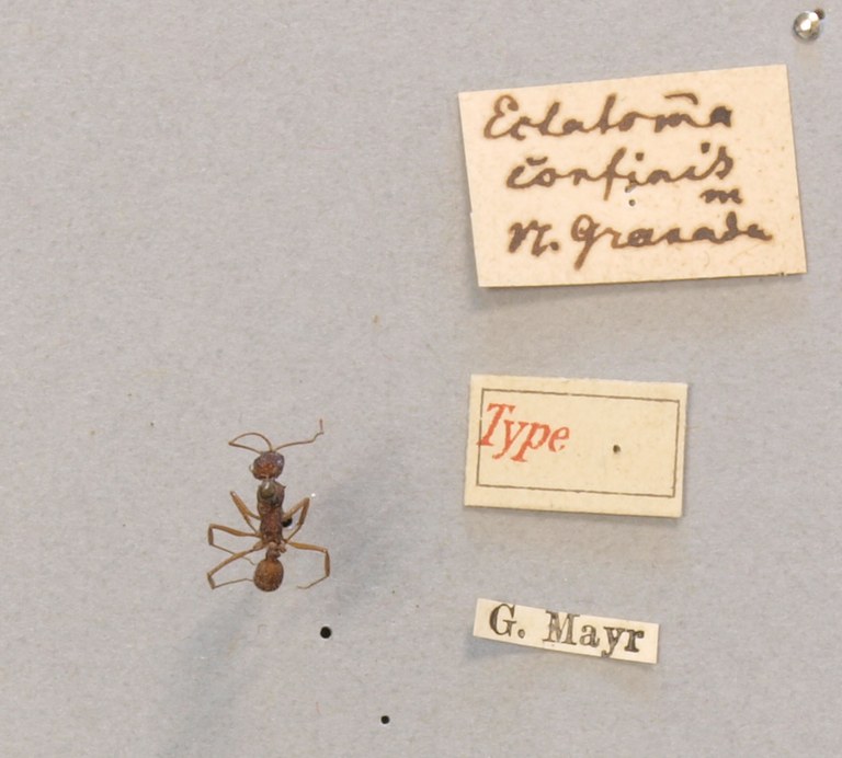 TYPFORM006 Ectatomma confine Labels.JPG