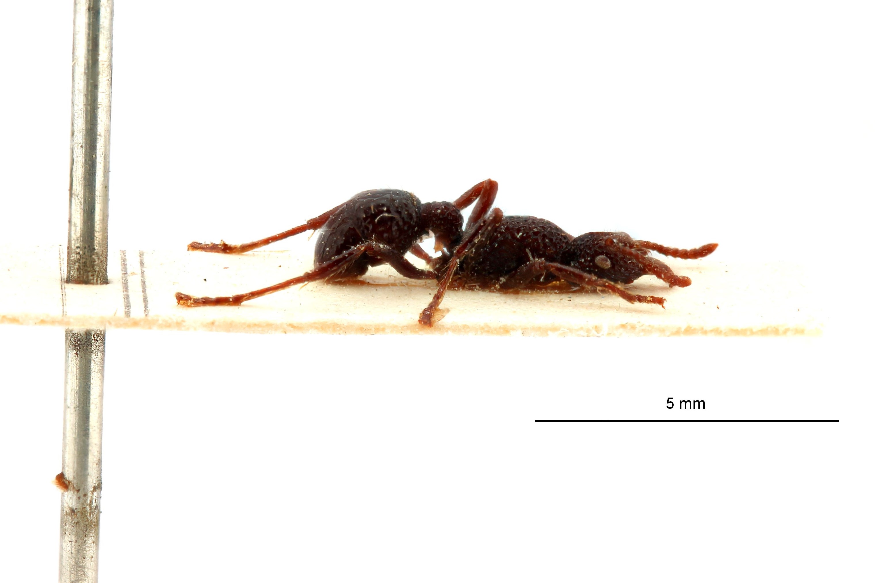 Stictoponera menadensis var. obscura t L.jpg