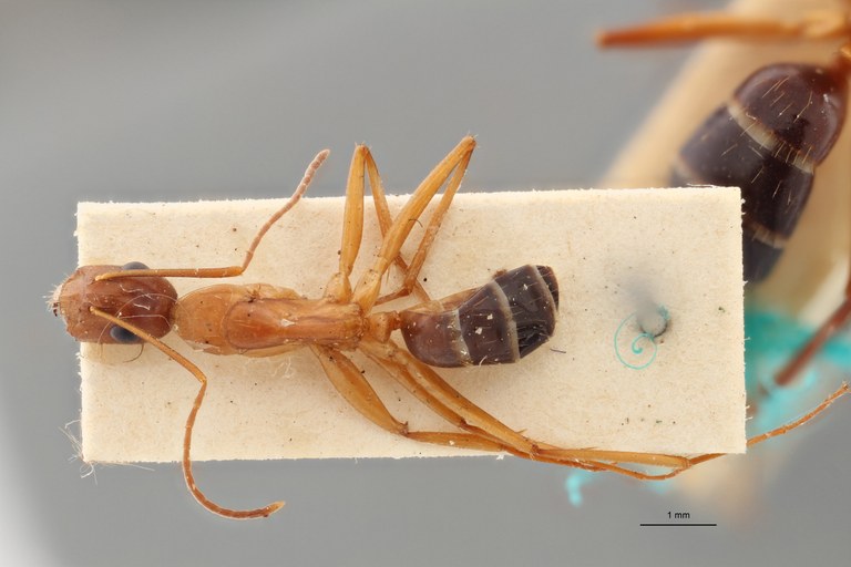 B023 Camponotus lichtensteini Dorsal ZS PMax.jpg