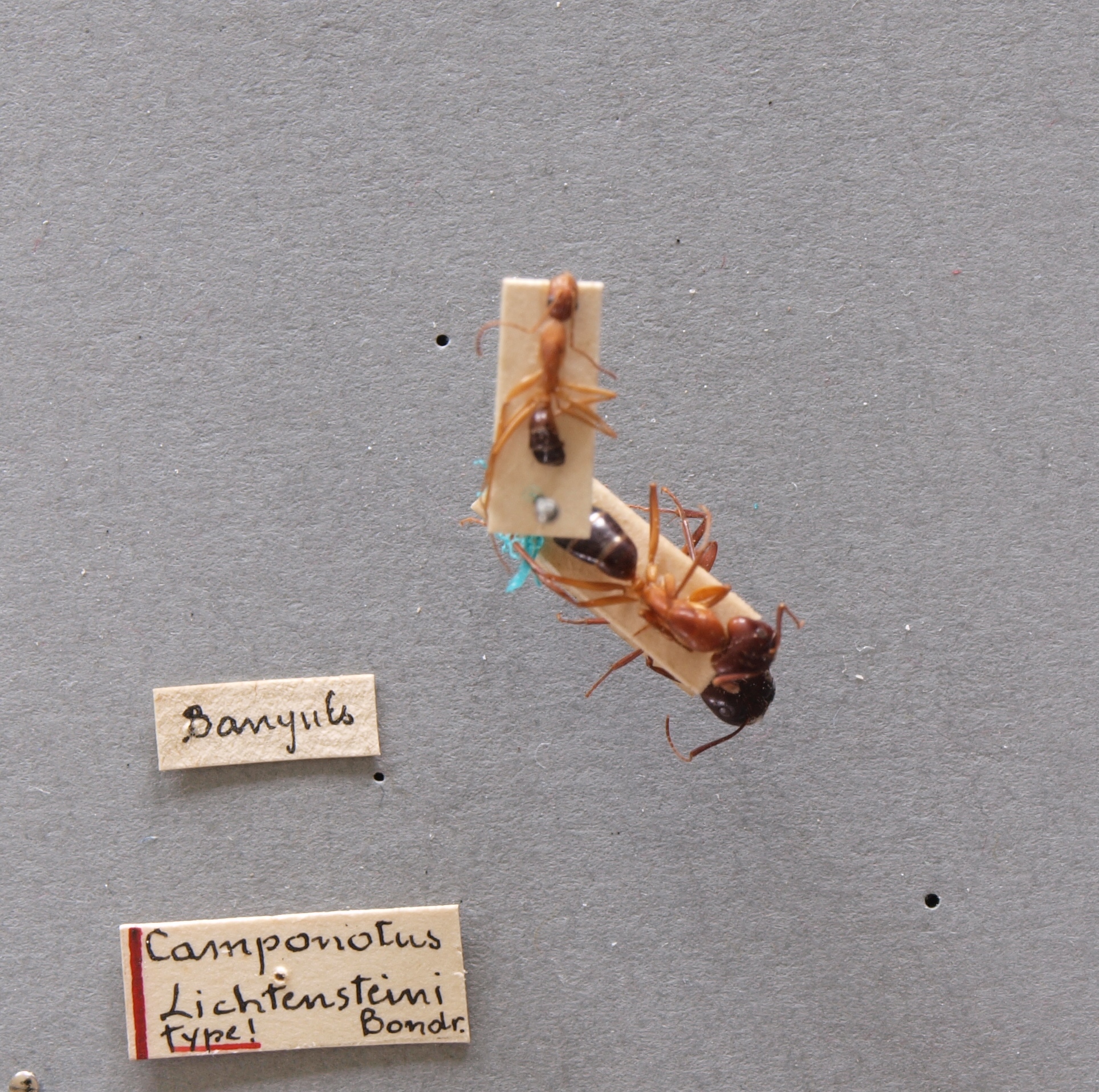 B023 Camponotus lichtensteini Labels.jpg