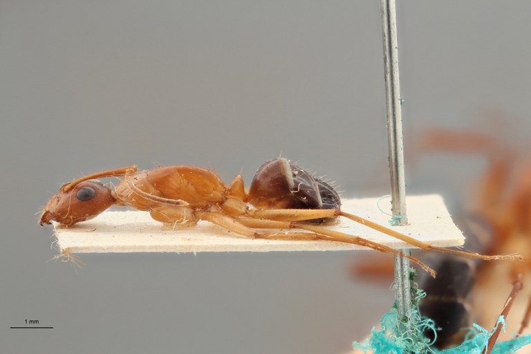 B023 Camponotus lichtensteini Lateral ZS PMax.jpg