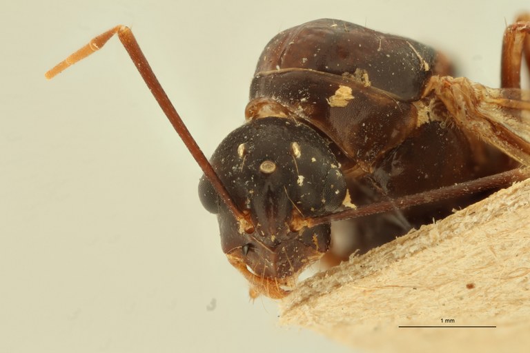Camponotus maculatus Var. sanctus Var. cypriacus T F.jpg Camponotus maculatus Var. sanctus Var. cypriacus T F.jpg