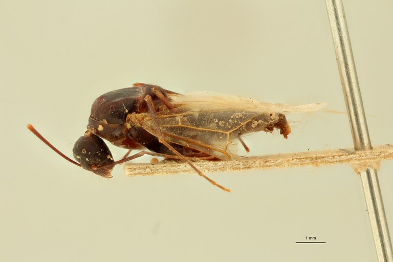 Camponotus maculatus Var. sanctus Var. cypriacus T L.jpg Camponotus maculatus Var. sanctus Var. cypriacus T L.jpg