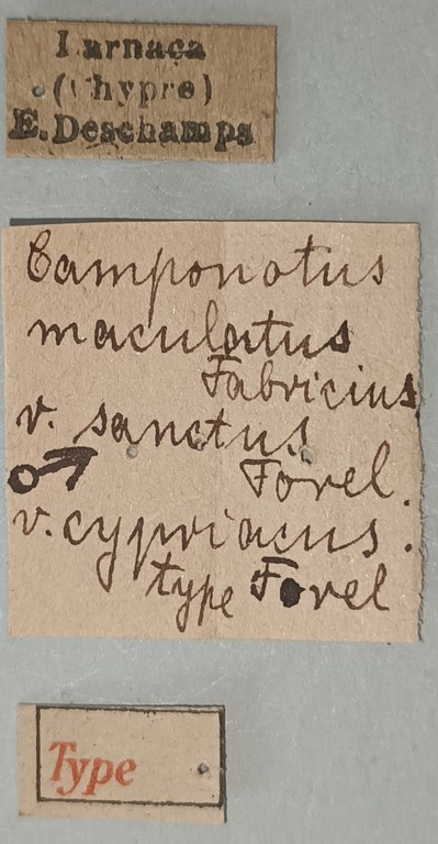 Camponotus maculatus Var. sanctus Var. cypriacus T Labels.jpg Camponotus maculatus Var. sanctus Var. cypriacus T Labels.jpg