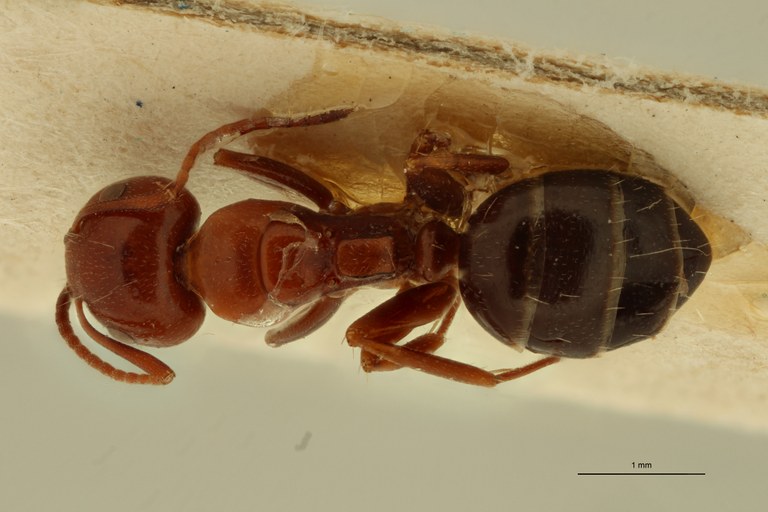 Camponotus lateralis var. cypridis D.jpg Camponotus lateralis var. cypridis D.jpg