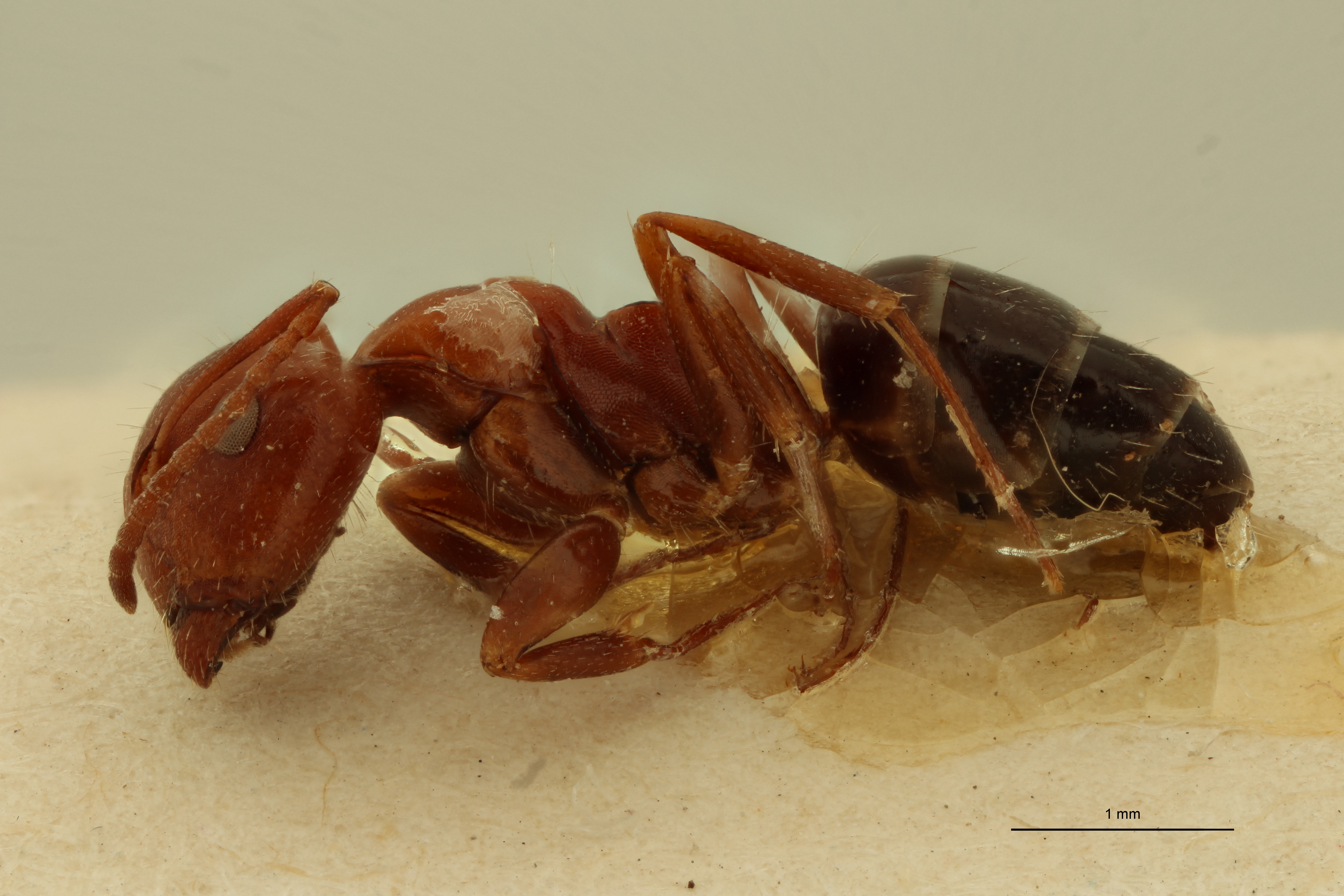 Camponotus lateralis var. cypridis L.jpg