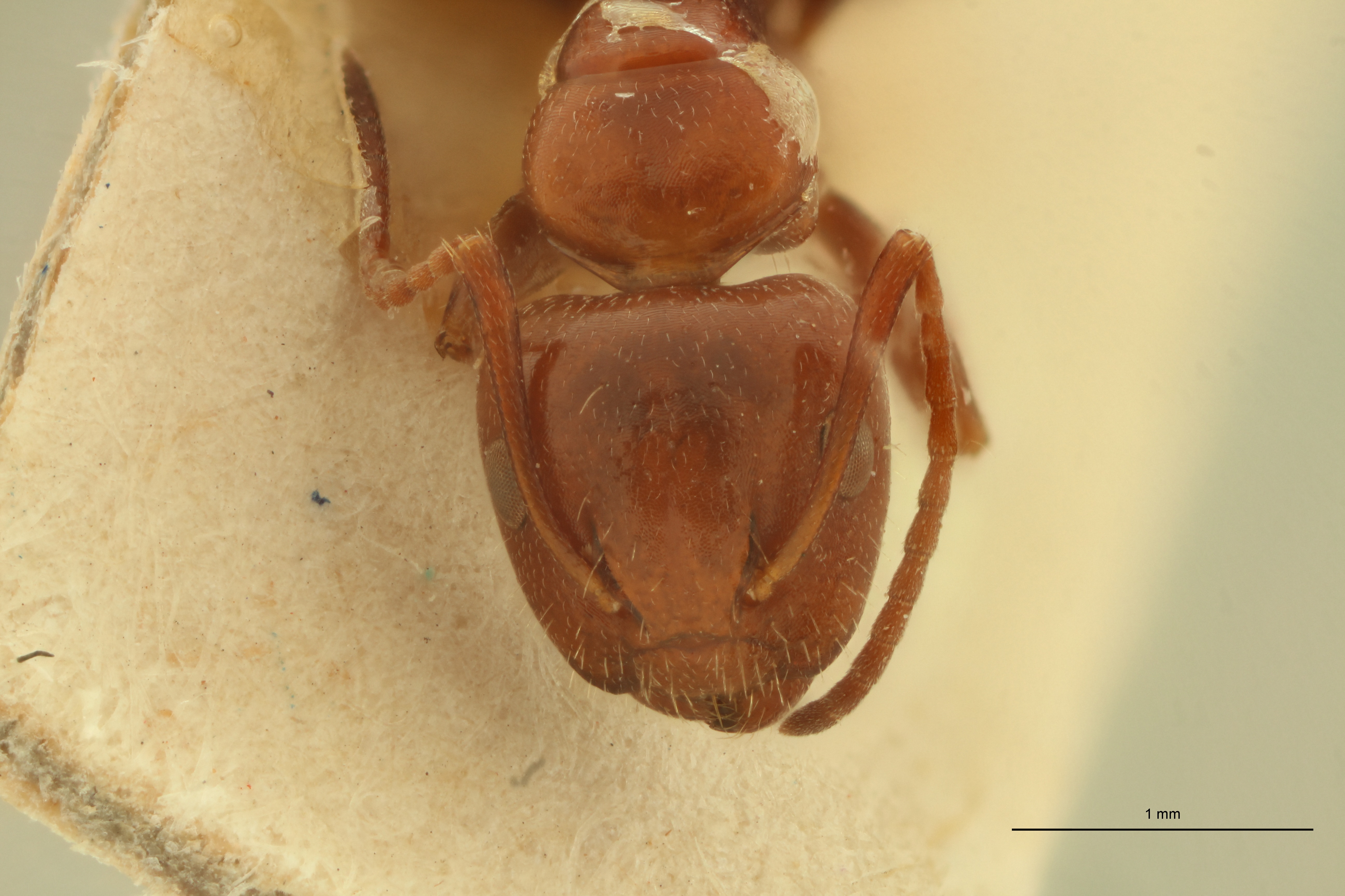 Camponotus lateralis var. cypridis F.jpg