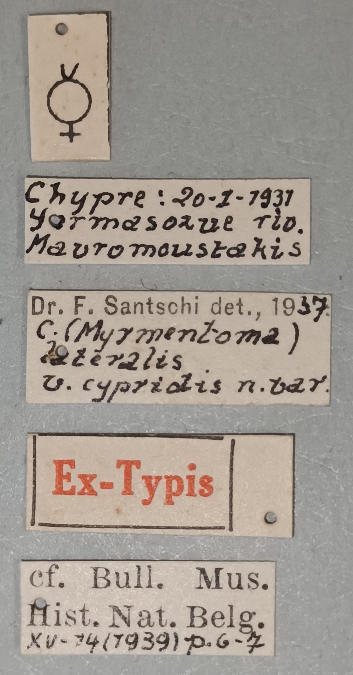 Camponotus lateralis var. cypridis Labels.jpg