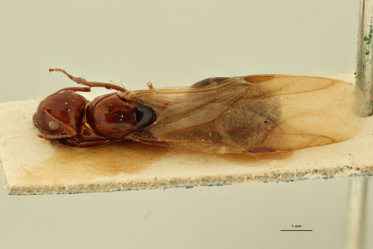 Camponotus lateralis var. cypridis T D.jpg Camponotus lateralis var. cypridis T D.jpg