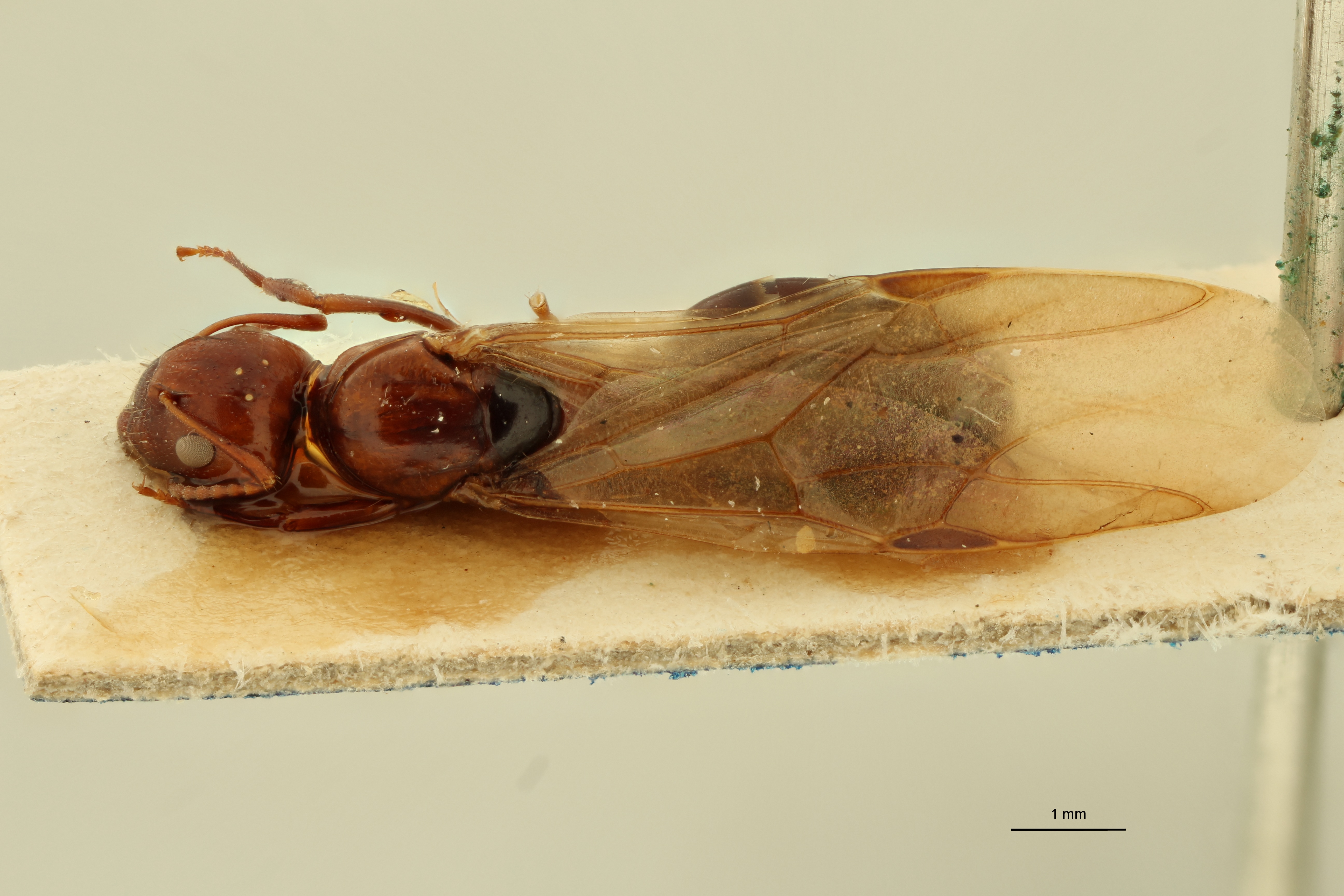 Camponotus lateralis var. cypridis T D.jpg