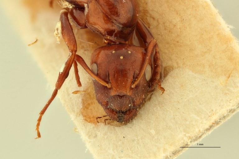 Camponotus lateralis var. cypridis T F.jpg Camponotus lateralis var. cypridis T F.jpg