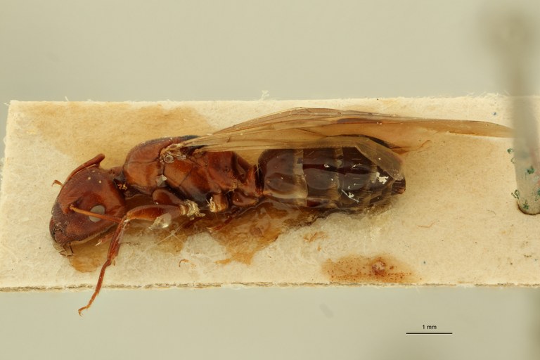 Camponotus lateralis var. cypridis T L.jpg