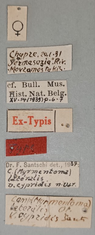 Camponotus lateralis var. cypridis T Labels.jpg Camponotus lateralis var. cypridis T Labels.jpg