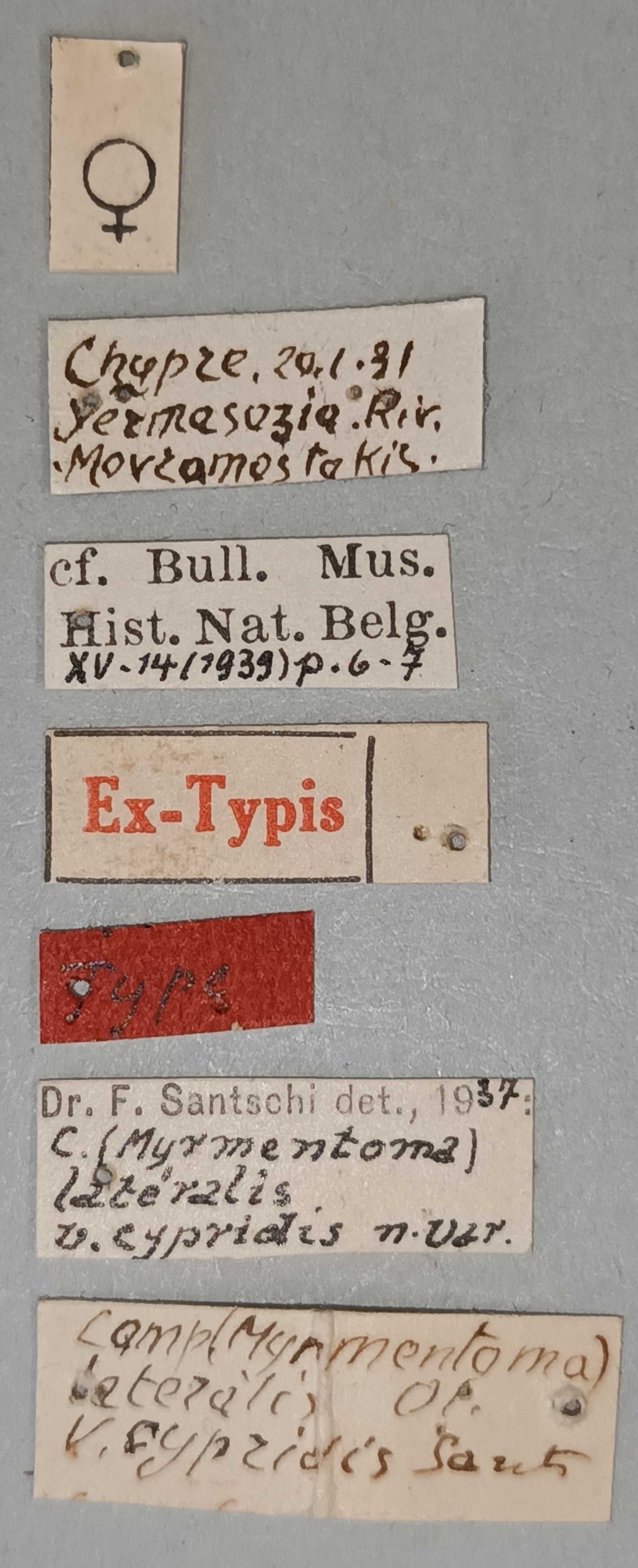 Camponotus lateralis var. cypridis T Labels.jpg