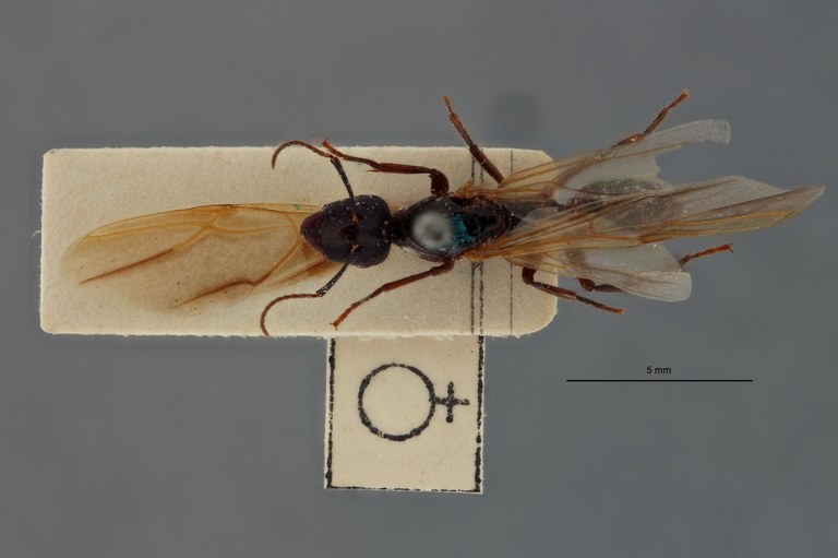 Camponotus (Myrmotarsus) barbatus var.samarus t D.jpg