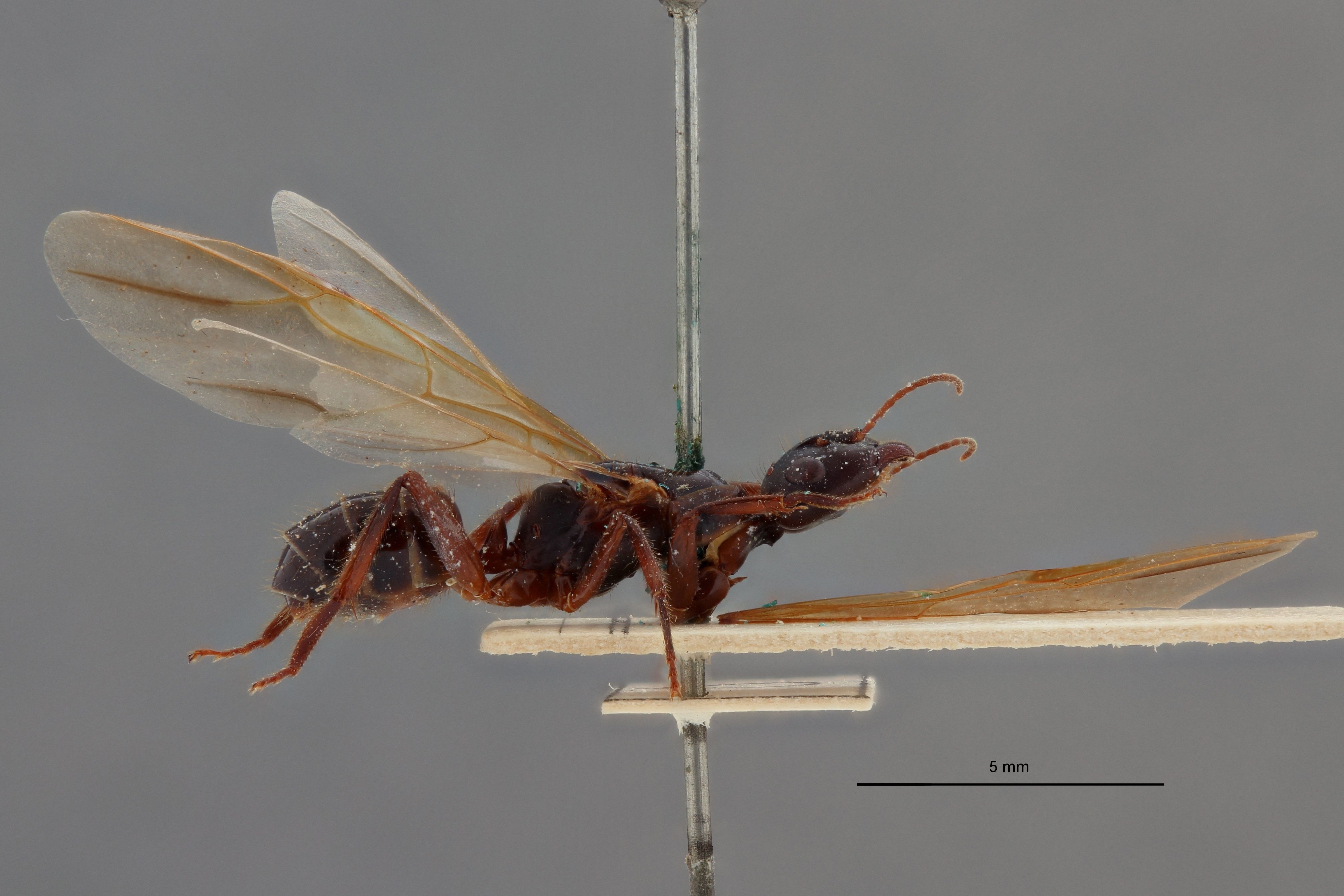 Camponotus (Myrmotarsus) barbatus var. samarus t L.jpg