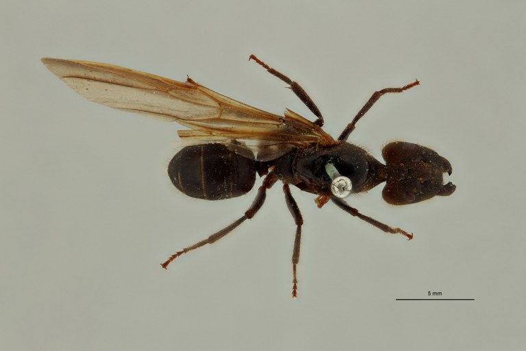 Camponotus (Myrmotarsus) nigricans pantiensis t D.jpg