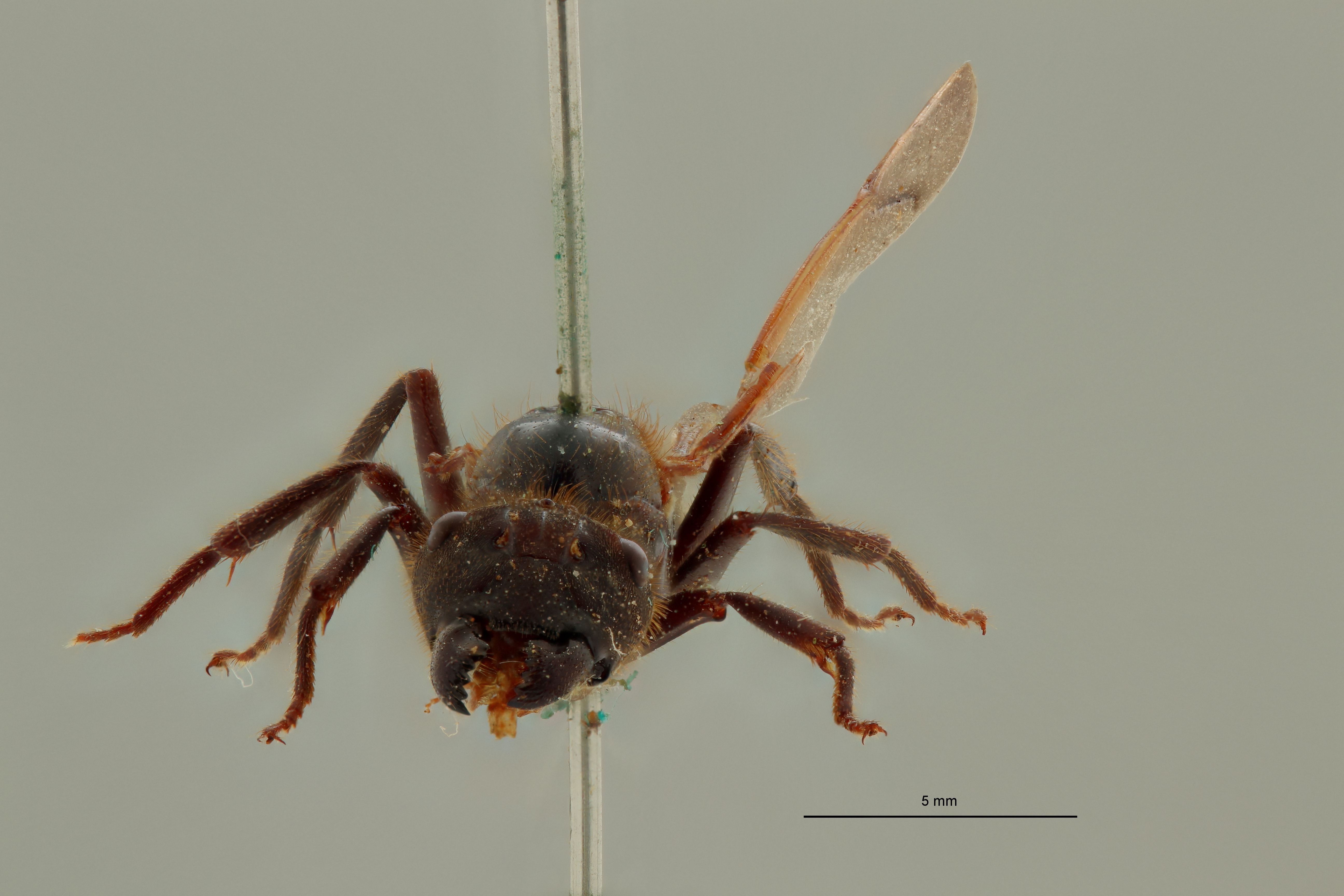 Camponotus (Myrmotarsus) nigricans pantiensis t F.jpg