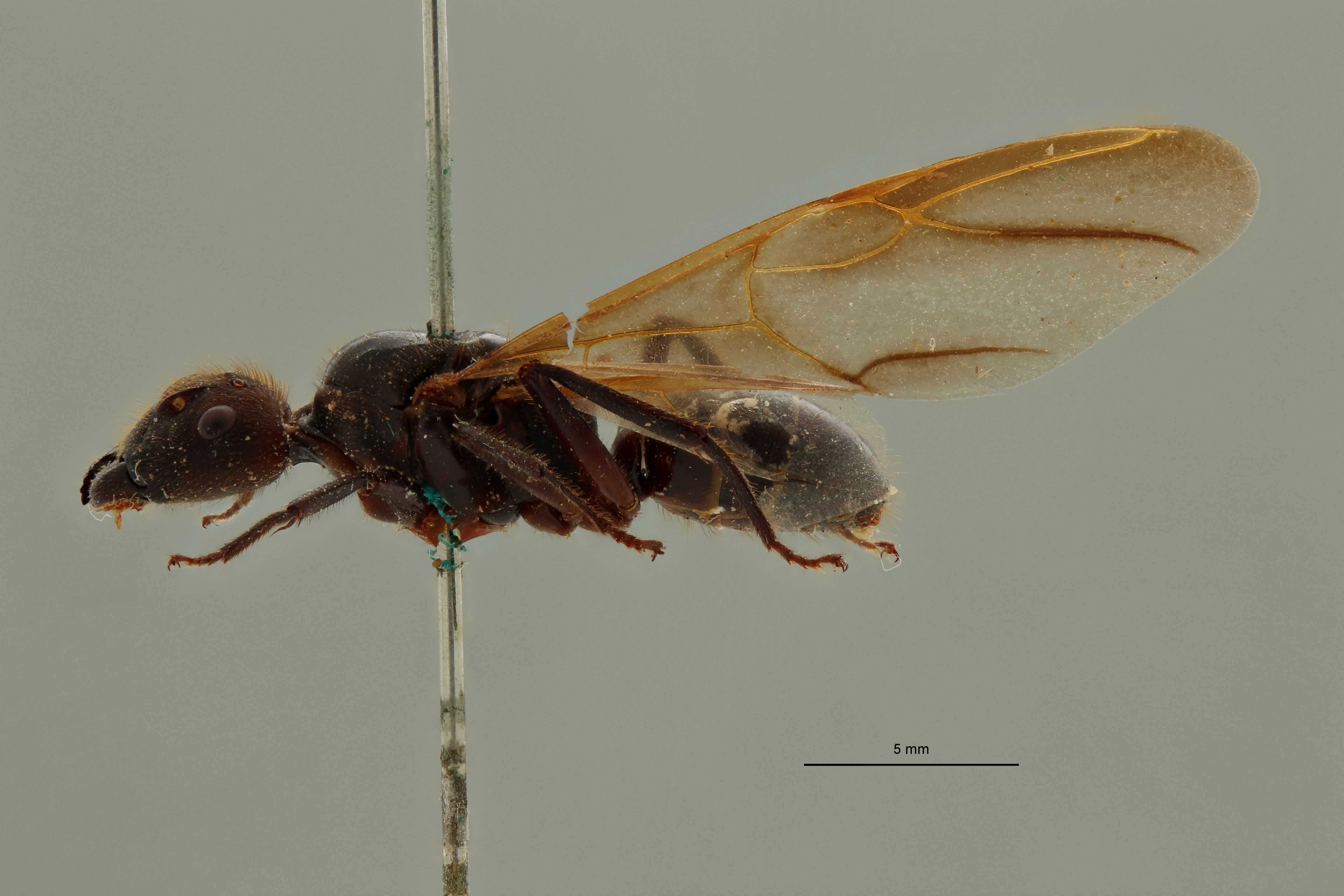 Camponotus (Myrmotarsus) nigricans pantiensis t L.jpg