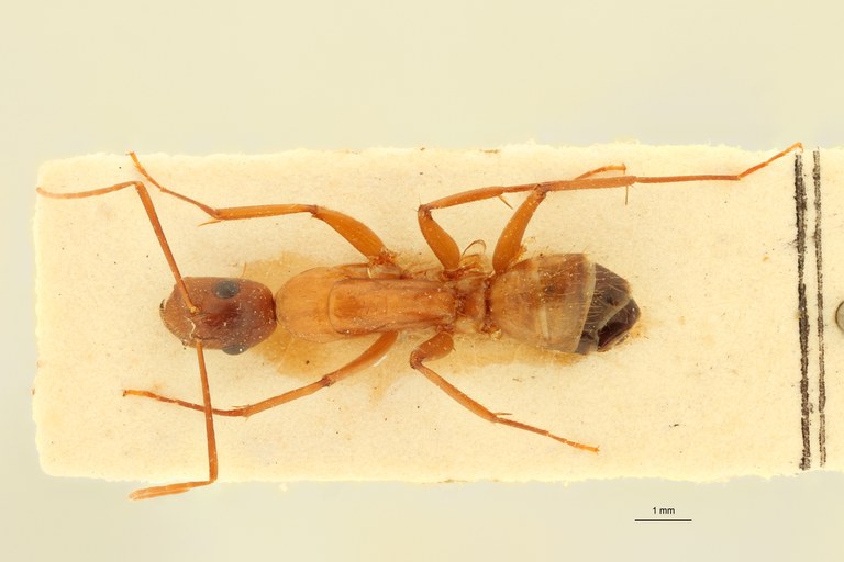 Camponotus samius D.jpg