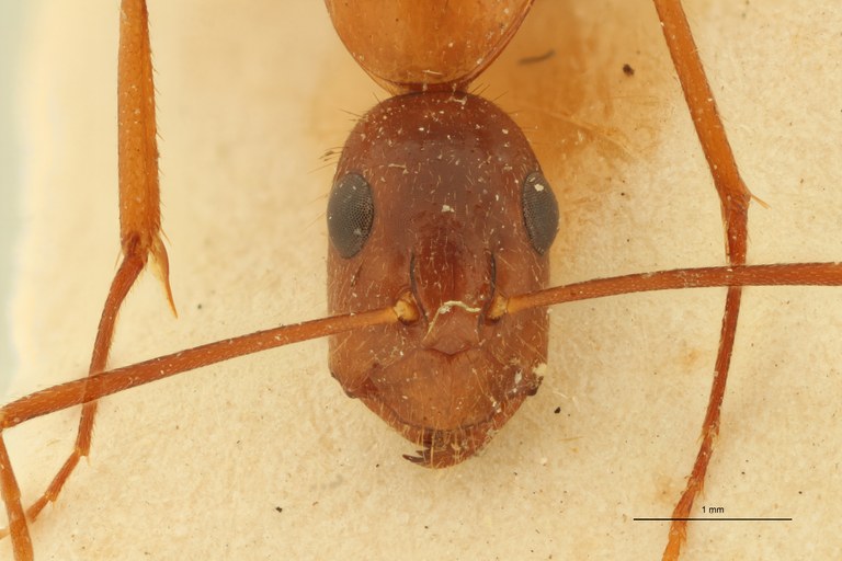 Camponotus samius F.jpg