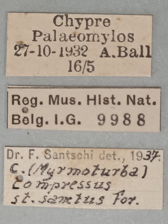 Camponotus samius Labels.jpg
