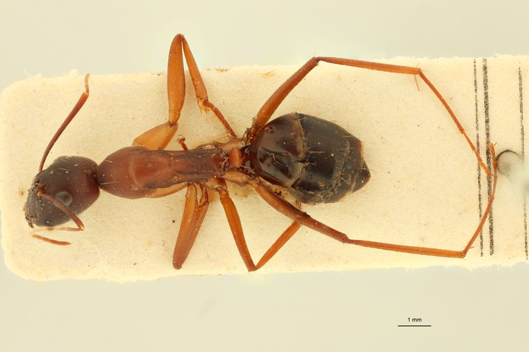 Camponotus sanctus D.jpg Camponotus sanctus D.jpg